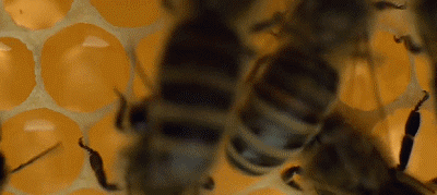 1617159924541253.gif 1617159924541253.gif